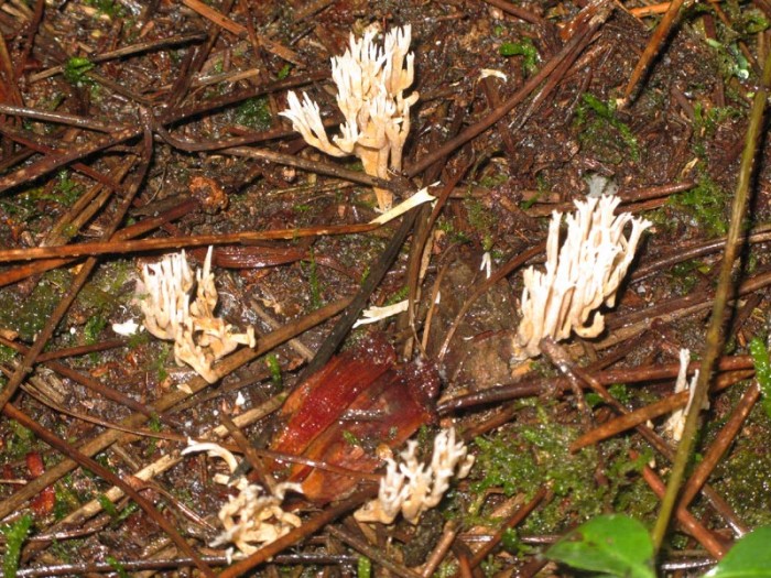 131108-492ramaria.jpg
