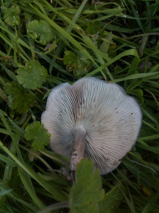 DSC_1129.JPG