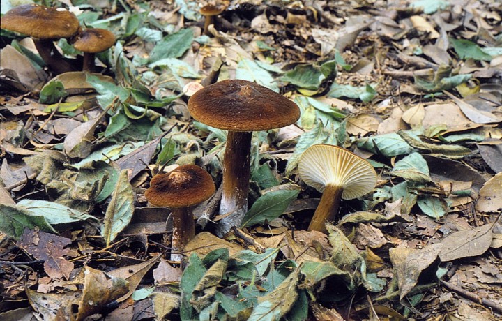 Lactarius gerardii 88 7 TU Fushimi Inari 2.jpg