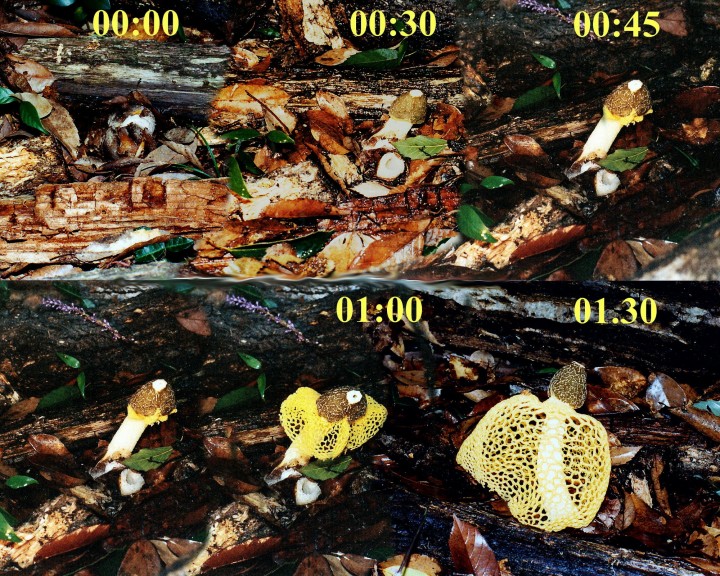 Dictyophora indusiata f lutea_ Yano 1988_10 (mont timeb).jpg