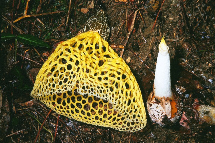 Phallus luteus_1989_07.jpg