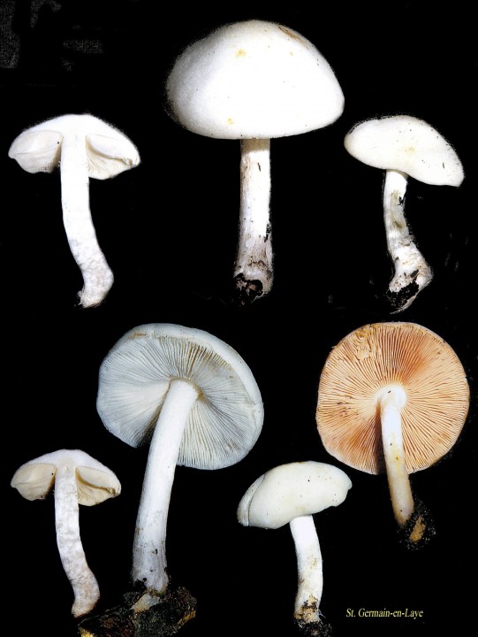 Pluteus sp.jpg