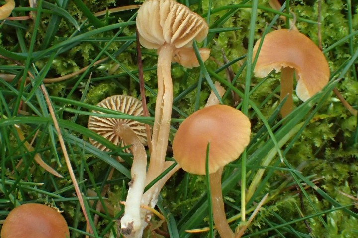 Tubaria (2).JPG