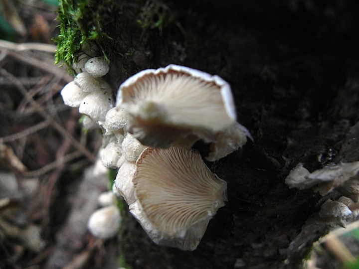 DSCN7838b.JPG