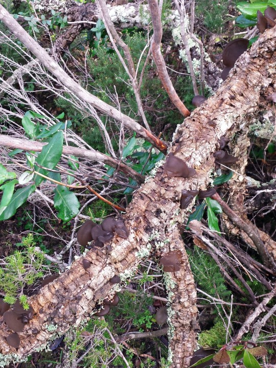 Cliquer sur l'image pour agrandir