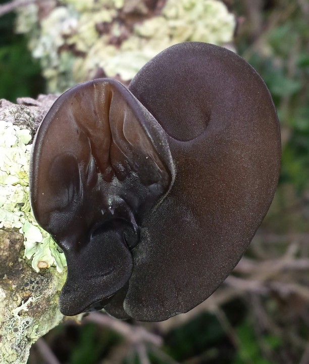 Cliquer sur l'image pour agrandir