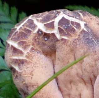 20201217_125637bis.JPG