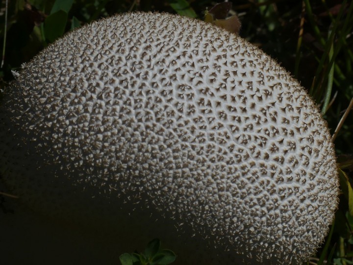 Lycoperdon-sp_Naves_2020-09-08_002_DR.JPG