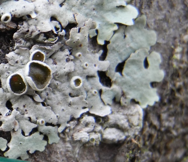 physcia stellaris lafarge détail.jpg