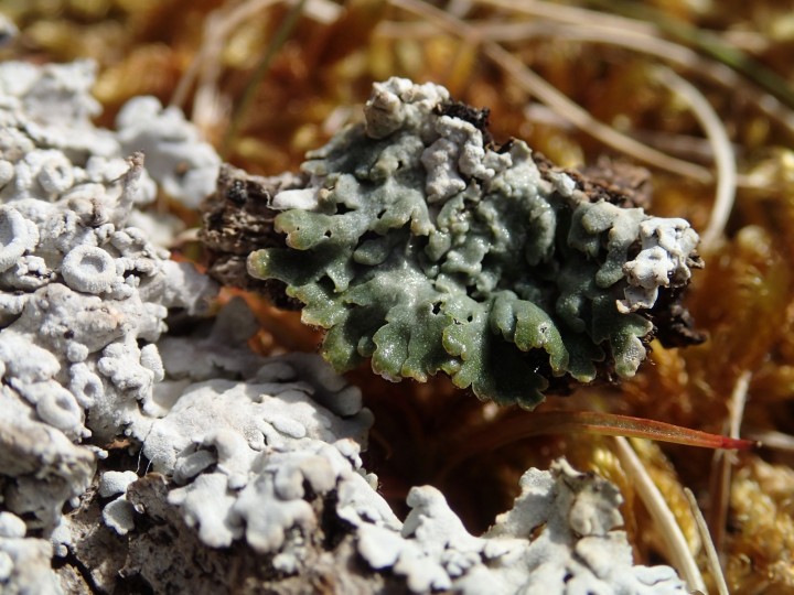 Physcia biziana var. biziana [CR] [2018-08-08] réaction eau (4).JPG
