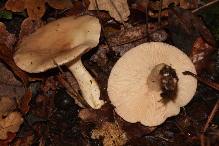 131108-541lactarius-roseozo.jpg