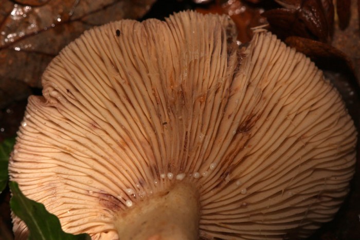 131108-539lactarius-roseozo.jpg