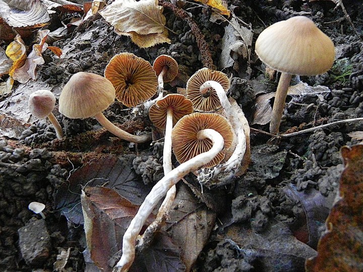 DSCN0723b.JPG
