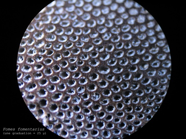 Pores_Fomes_fomentarius.jpg