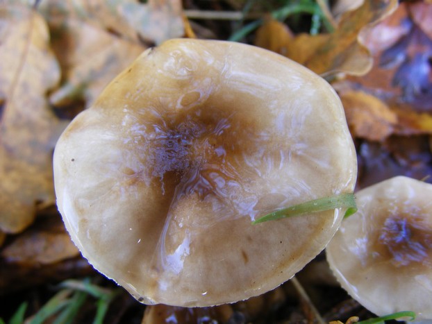 2008_0821essai0098.JPG