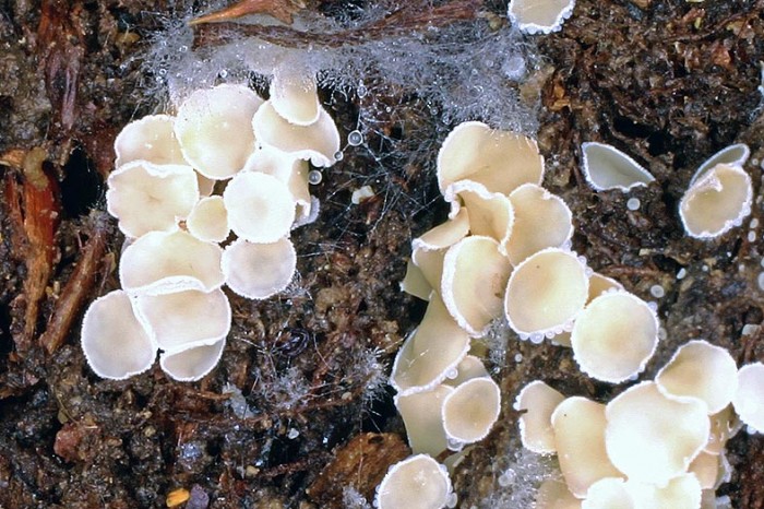 dasciciphiella_virginea03.jpg