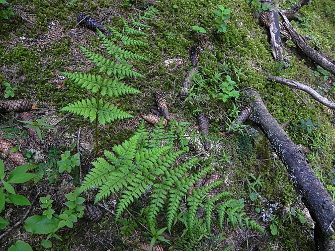 DSCN8843b.JPG