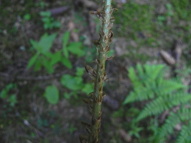 DSCN8844b.JPG