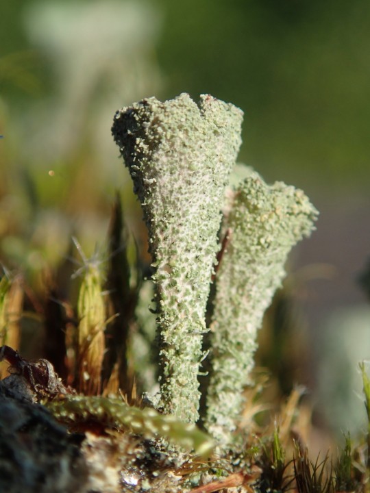 Cladonia merochlorophaea var. merochlorophaea [18] [2020-09-16] (1).JPG