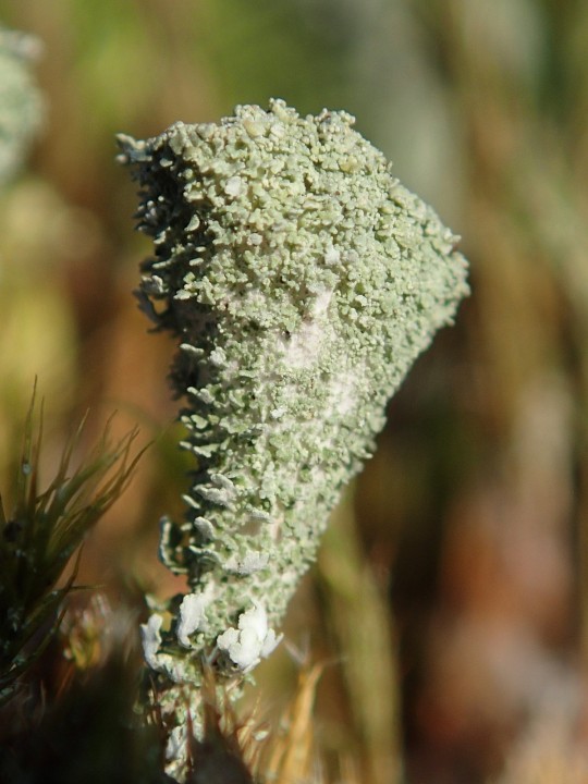 Cladonia merochlorophaea var. merochlorophaea [18] [2020-09-16] (10).JPG