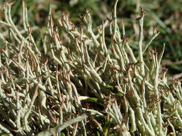 Cladonia amaurocraea [Suisse] [2020-07-08] (2).JPG