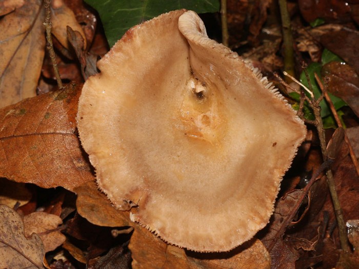 131108-540lactarius.jpg