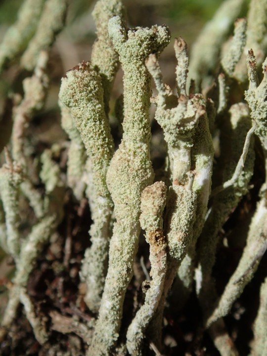 Cladonia ochrochlora [29] [2019-09-06] (5).JPG