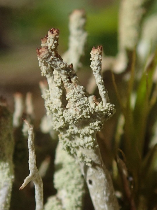 Cladonia ochrochlora [29] [2019-09-06] (7).JPG