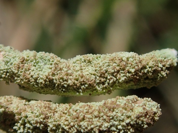 Cladonia ochrochlora [29] [2019-09-06] (8).JPG