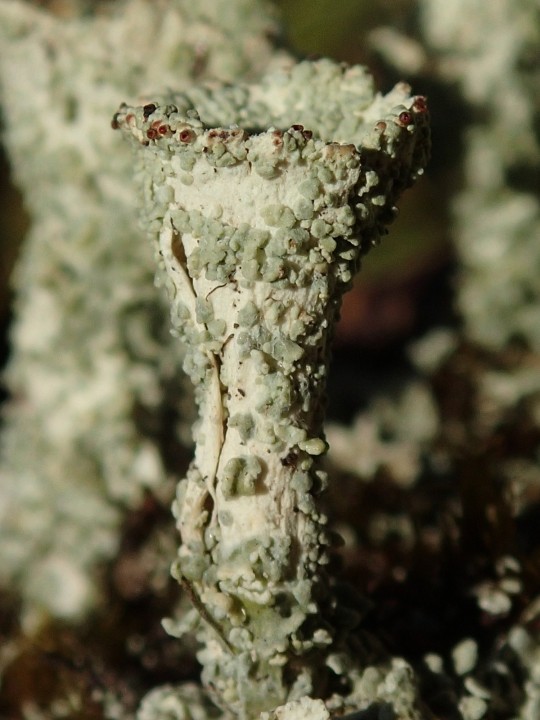 Cladonia diversa [Suisse] [2020-07-08] (3).JPG