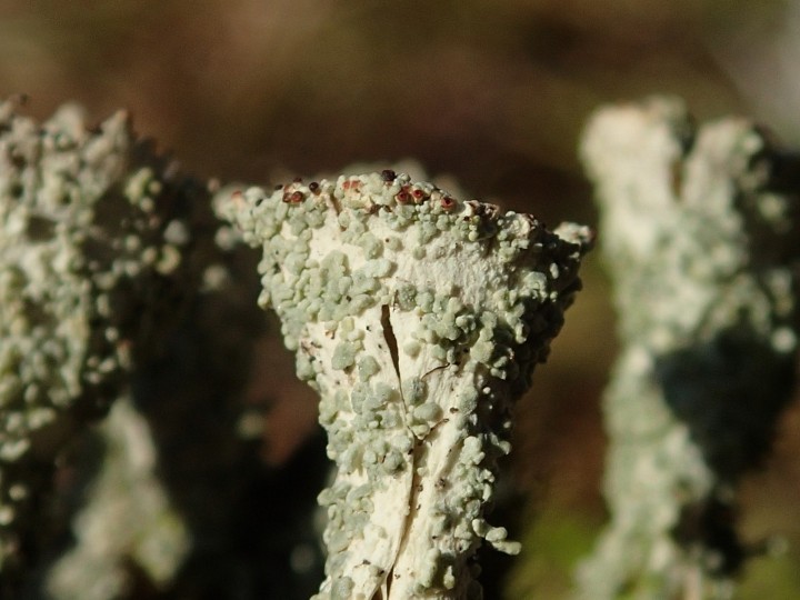 Cladonia diversa [Suisse] [2020-07-08] (2).JPG