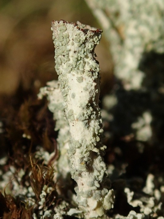 Cladonia diversa [Suisse] [2020-07-08] (4).JPG