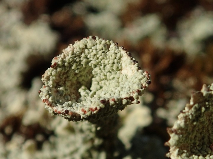 Cladonia diversa [Suisse] [2020-07-08] (5).JPG