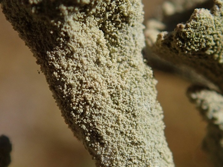 Cladonia fimbriata [18] [2017-02-11] (3).JPG