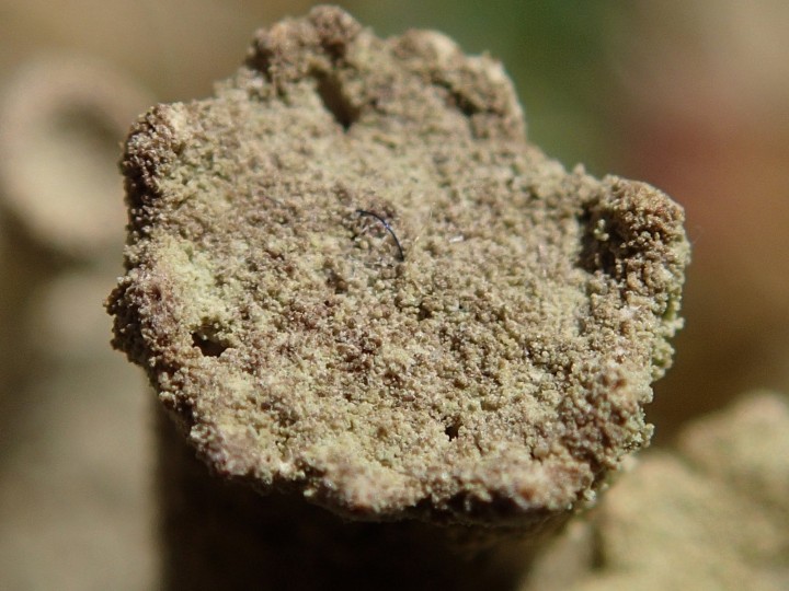 Cladonia fimbriata [18] [2017-02-11] (4).JPG