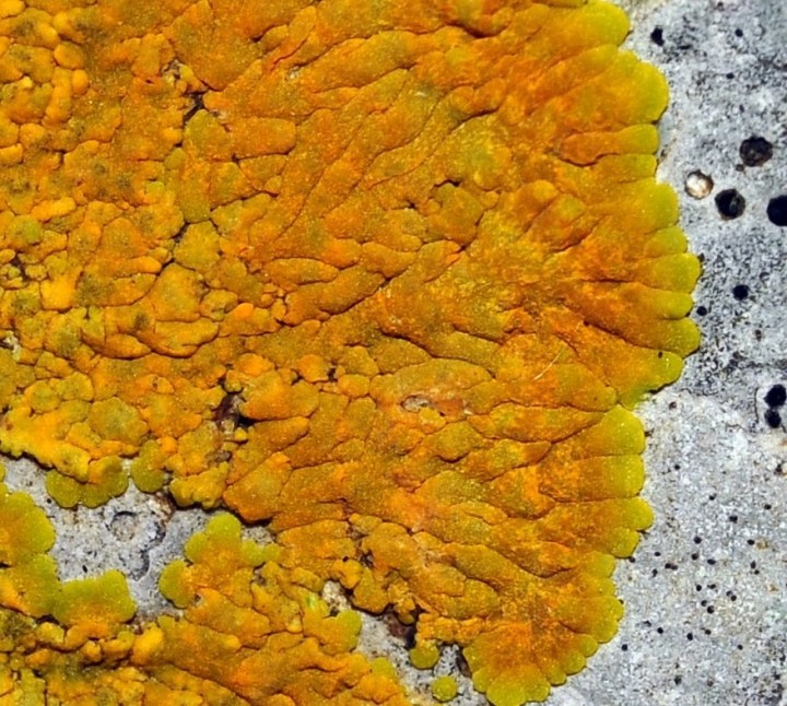 Caloplaca.jpg