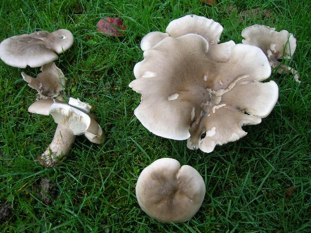 DSCN3367_640x480.jpg