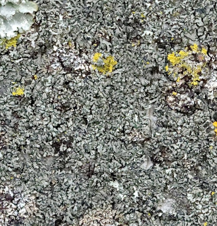 Phaeophyscia popu dense docu.jpg