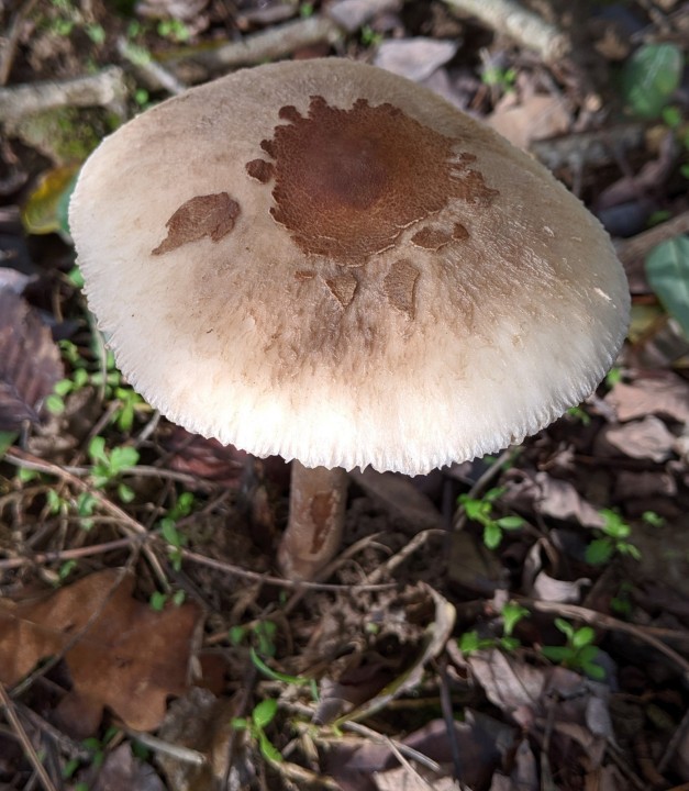 Macrolepiota mastoidea (4)_modif.jpg