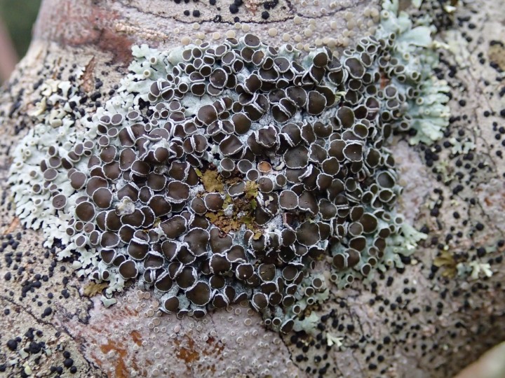 Physcia aipolia [45] [2018-01-28] (1).JPG