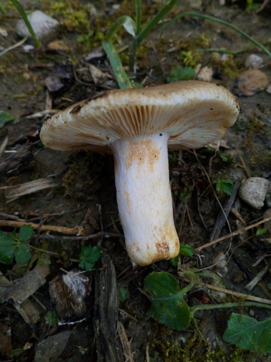 DSC_0782.JPG