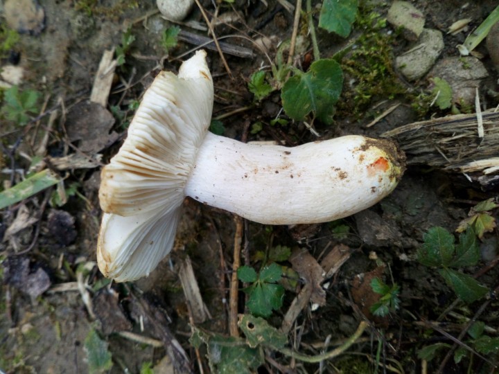 DSC_0785.JPG