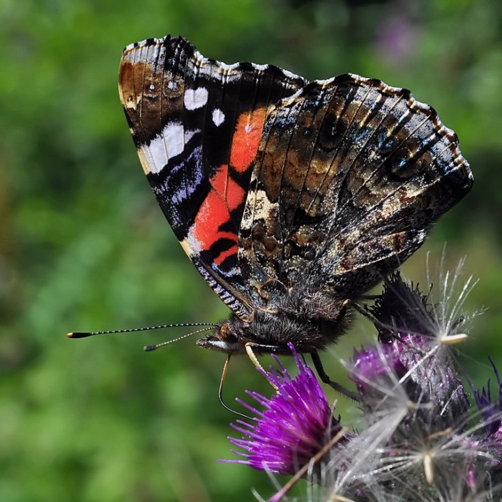 Vanessa_atalanta_Grand_Bornand_2019.jpg