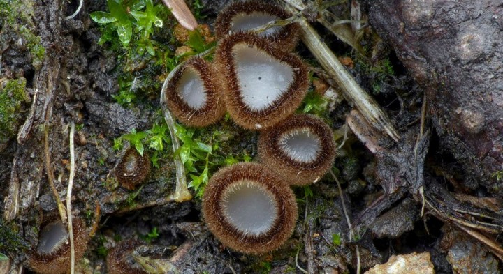 Trichophaea hemisphaerioides (08-03-20).jpg