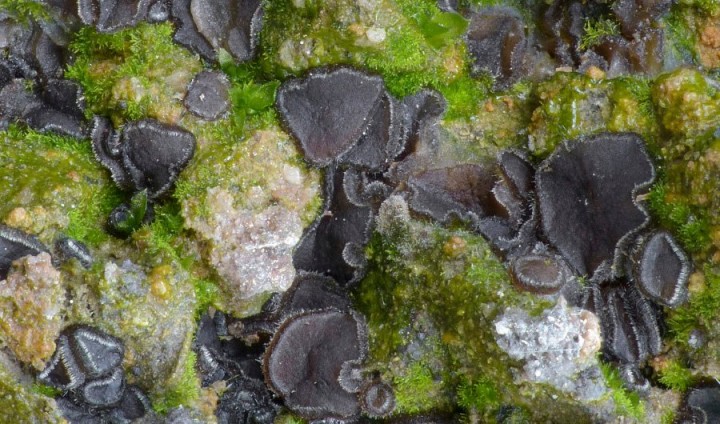 Trichophaea abundans (30-06-20).jpg