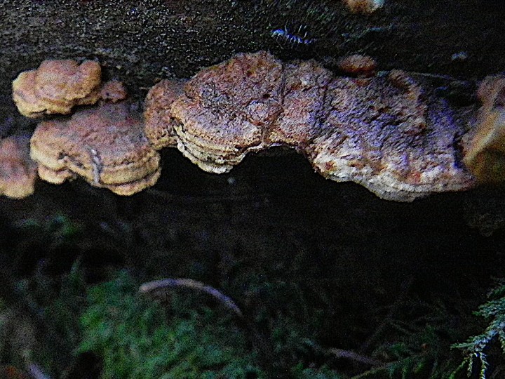 DSCN7936b.JPG