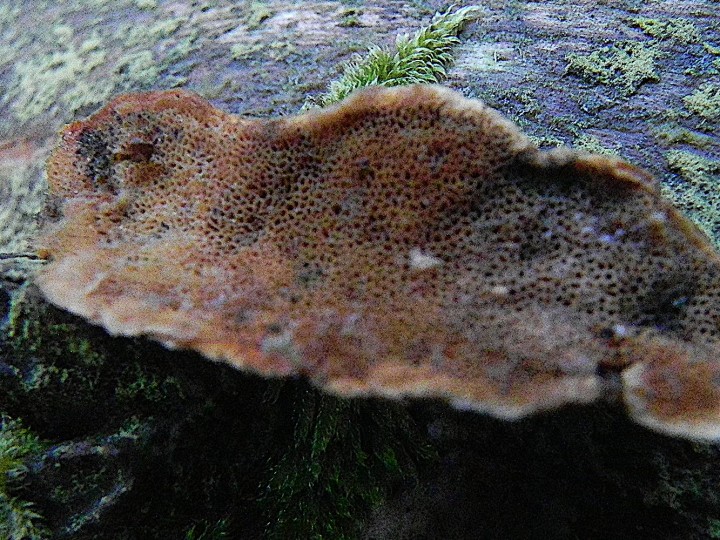 DSCN7940b.JPG