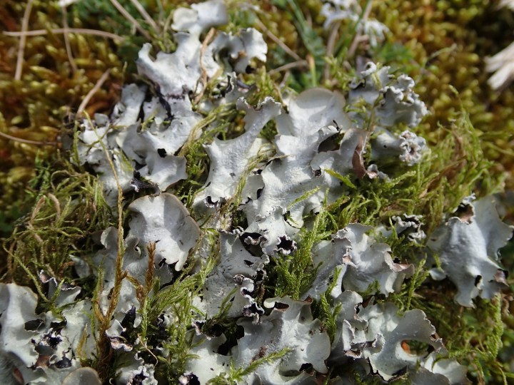 Cetrelia monachorum [58] [2019-02-06] (3).JPG