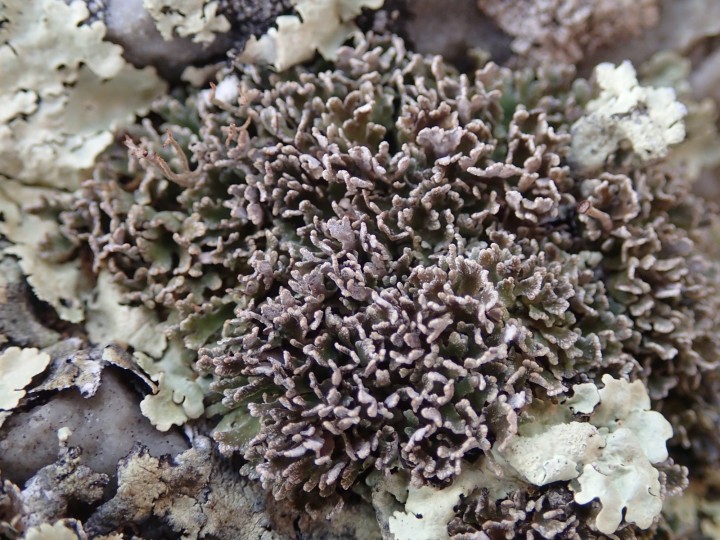 Cladonia subcervicornis [29] [2019-09-09] (1).JPG