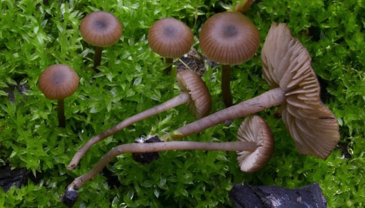 Tephrocybe atrata (20-08-17).jpg